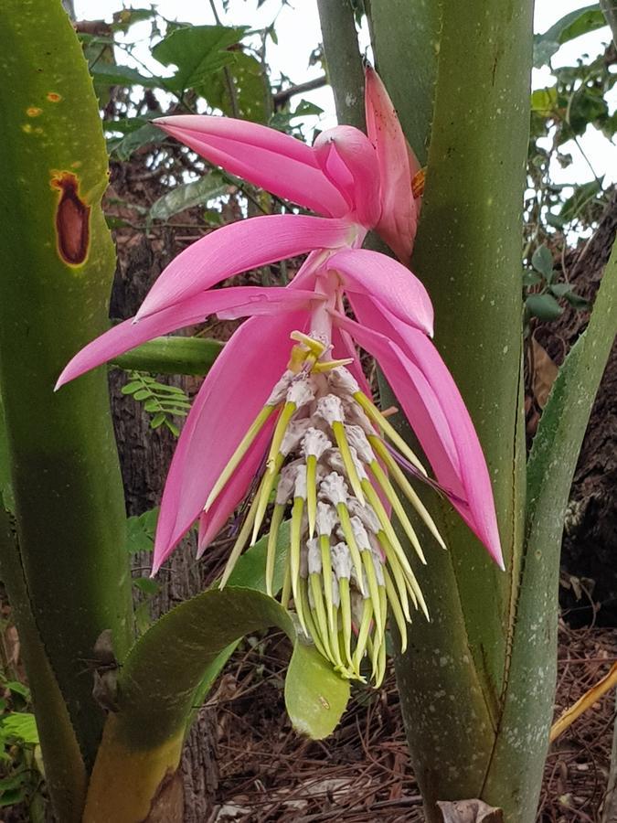 Pousada Recanto Dos Beija Flores Monte Alegre do Sul Exterior photo
